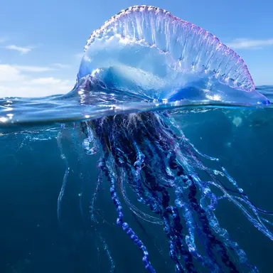 Profile image of Portuguese Man o' War