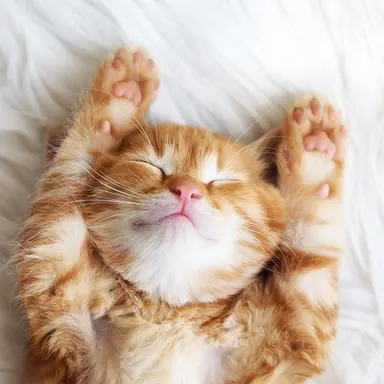 Profile image of アンシン