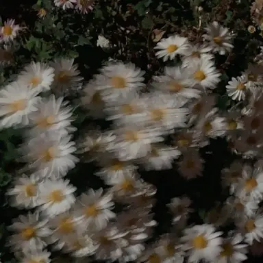 Profile image of 八左ヱ門