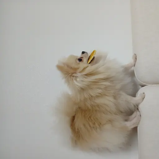 EggyPoem0723의 츄(강아지)