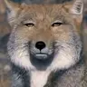 Profile image of 여우
