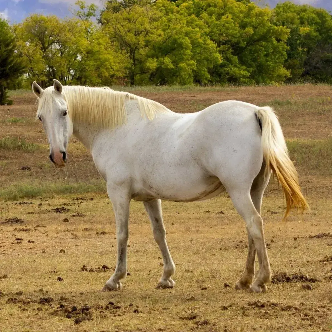 SilkyWage3214의 Comet