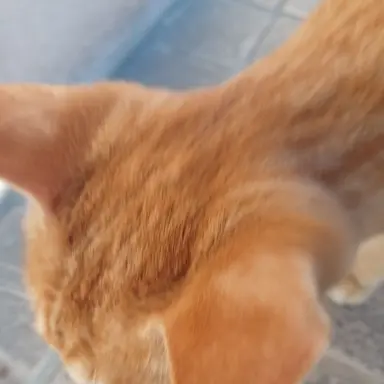 Profile image of 유이