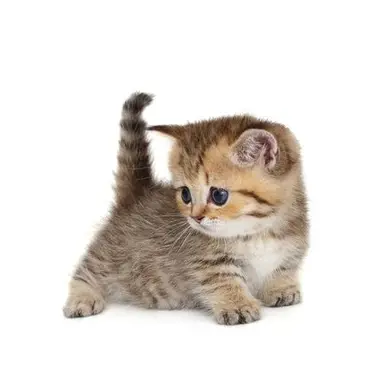 Profile image of 여우