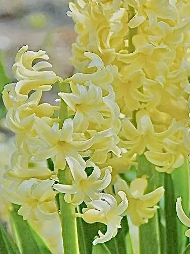 sinnzounobasyo의 nksr 死ネタ