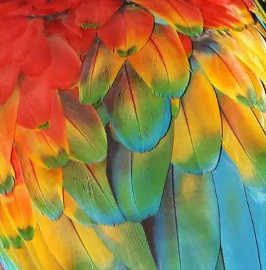 Profile image of Parrot