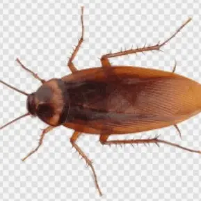 Profile image of 바퀴벌래