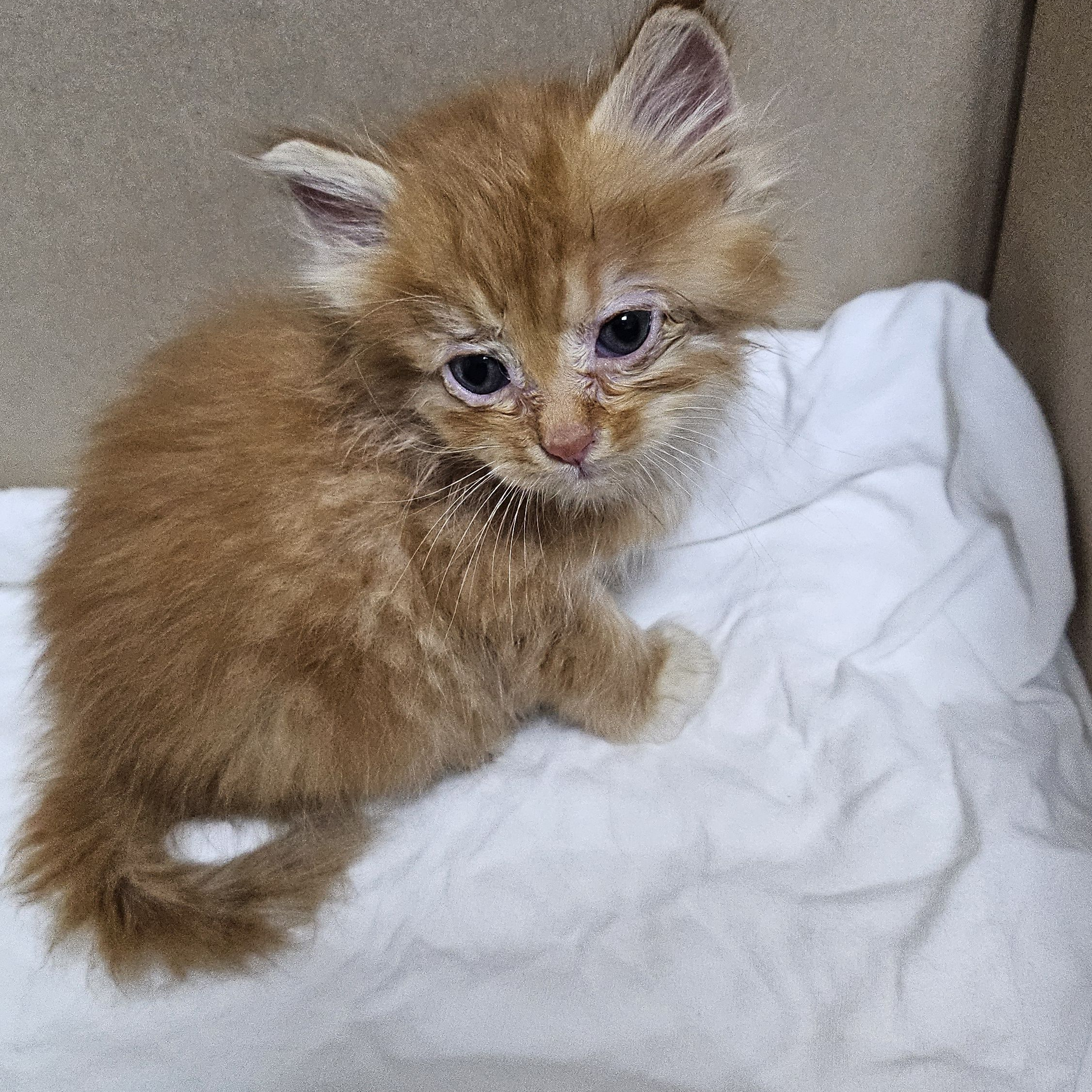 고양이 대표 이미지