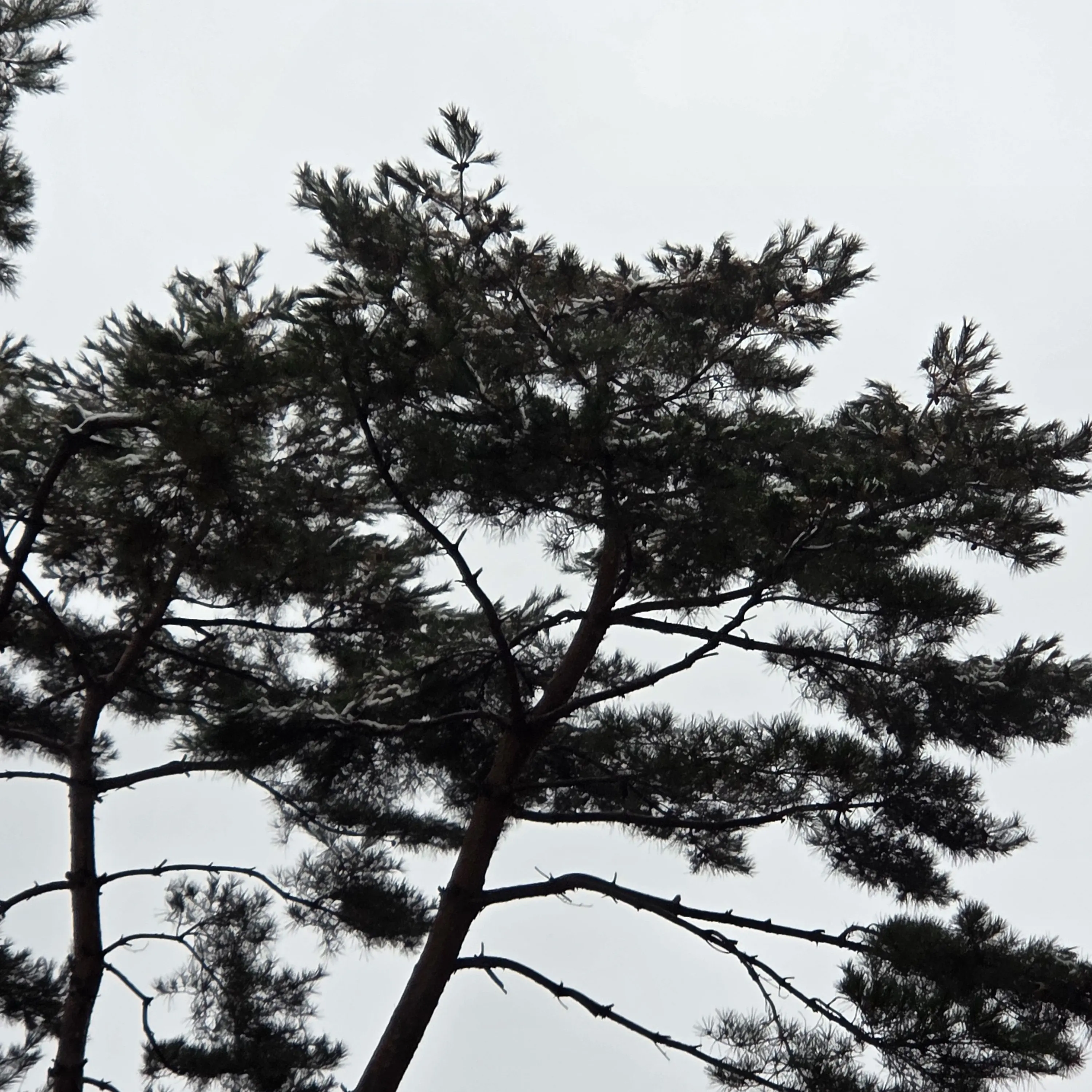 LaxestEgret7337의 지각입니다.