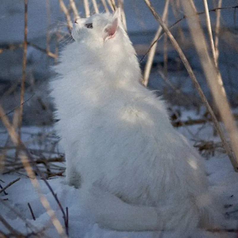 warriorcats의 【 SnowFur 】