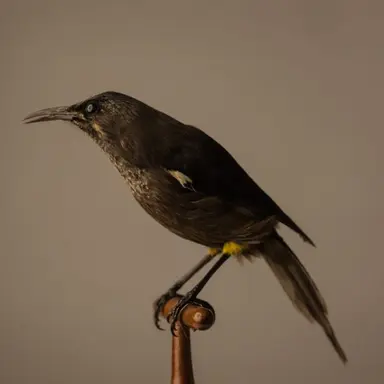 Profile image of 카우아이오오