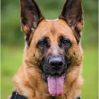 Profile image of 레이