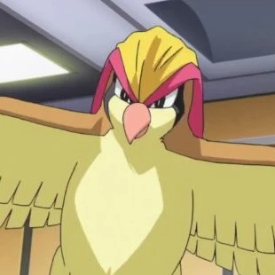 피죤투 Pidgeo