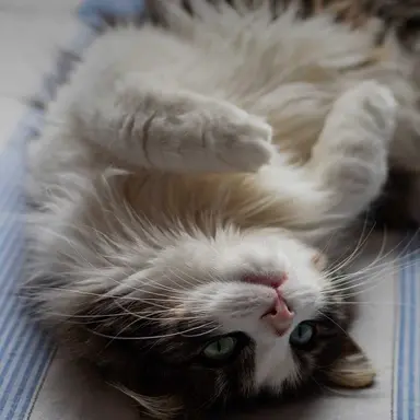 Profile image of 유저최애