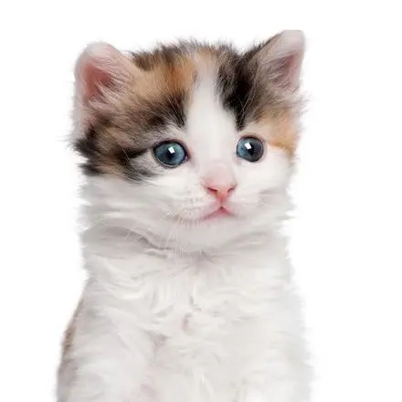 KindDolce3452의 고양이