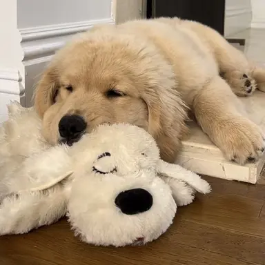 Profile image of ミンギュ