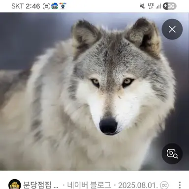 Profile image of 김늑대