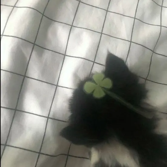 siriyabulgara_1108의 빌려온 고양이?
