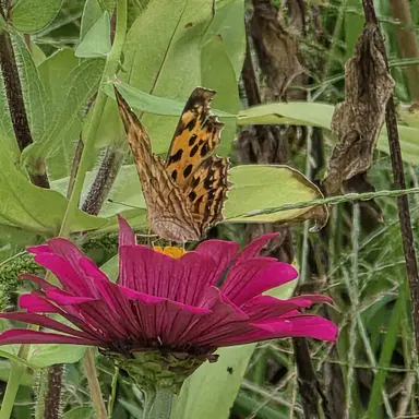 Profile image of 당신그림여우가망침