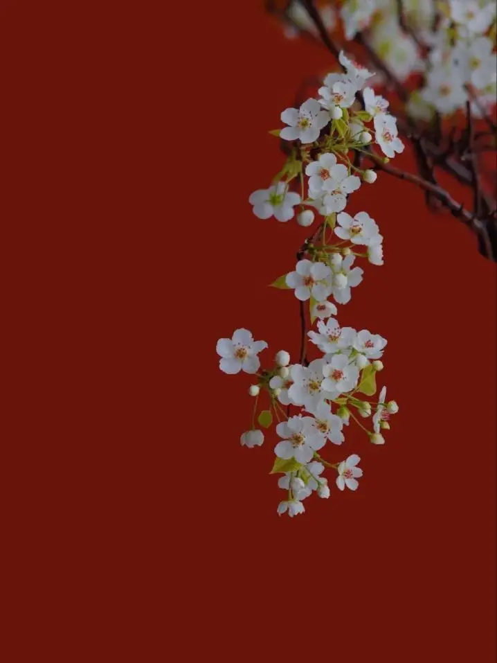 ahuuuuka191의 空条組