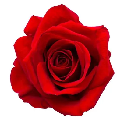 Profile image of 장미
