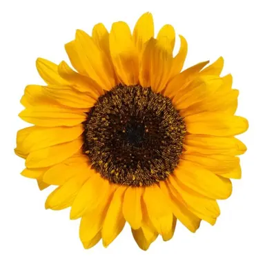 Profile image of 해바라기