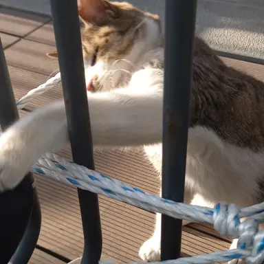 Profile image of 여우