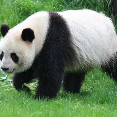 Profile image of 王耀