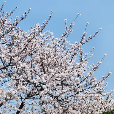 Profile image of 엠마 커루