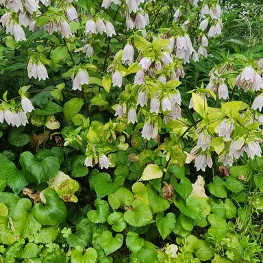 Profile image of 댄버스 커루