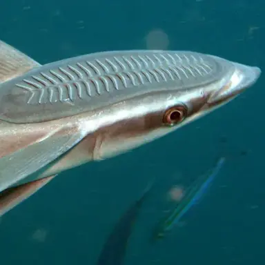 Profile image of 빠파미