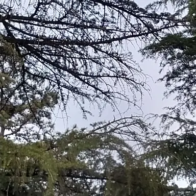 Profile image of 늑대