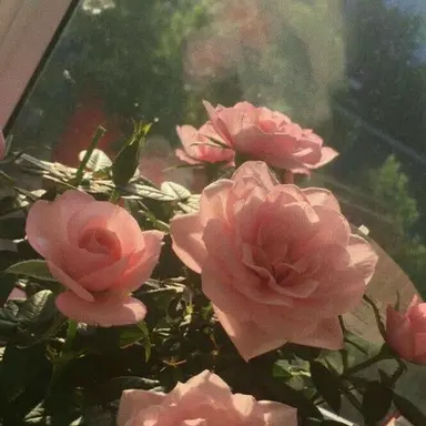 Profile image of 이아윤