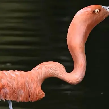 Profile image of 홍학
