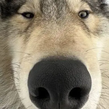 Profile image of 늑대