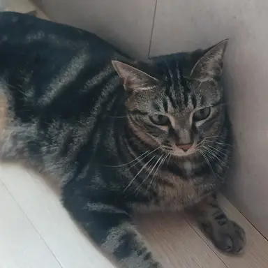 Profile image of 초코
