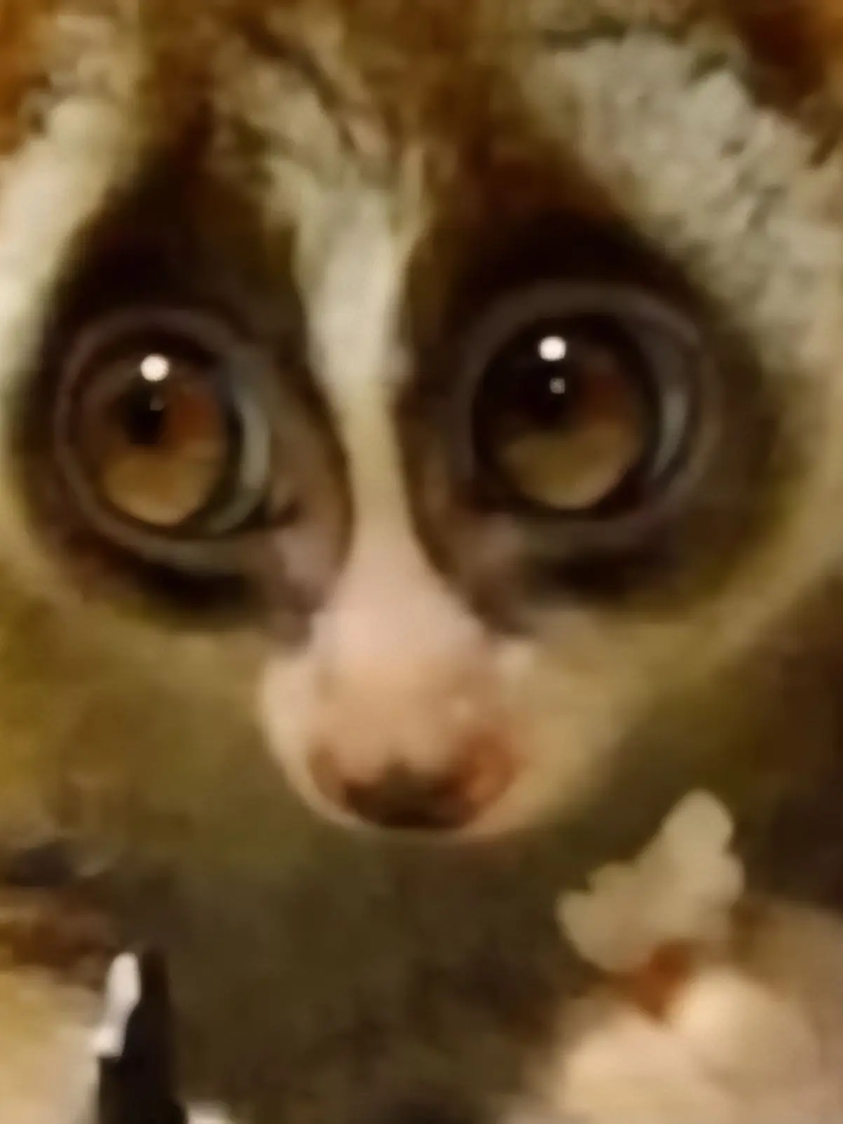 NINGEN17287의 타비