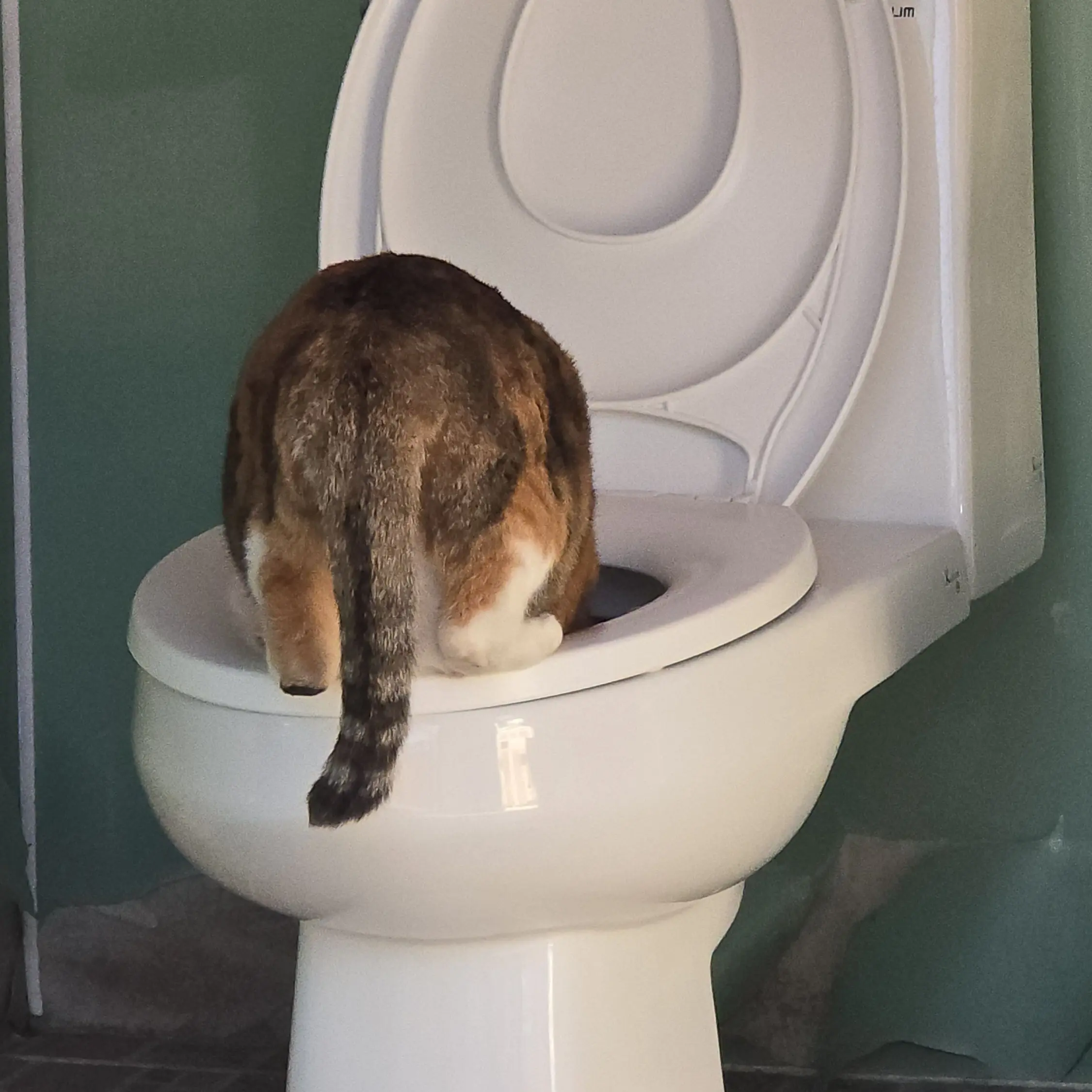 BloxyColaaa의 마음대로