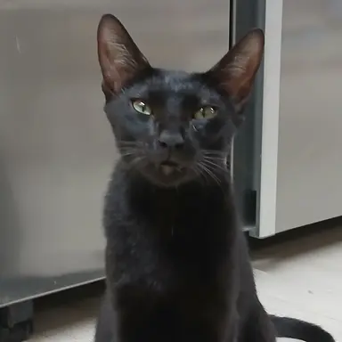 Profile image of 음악 선생님