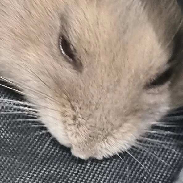 햄찌