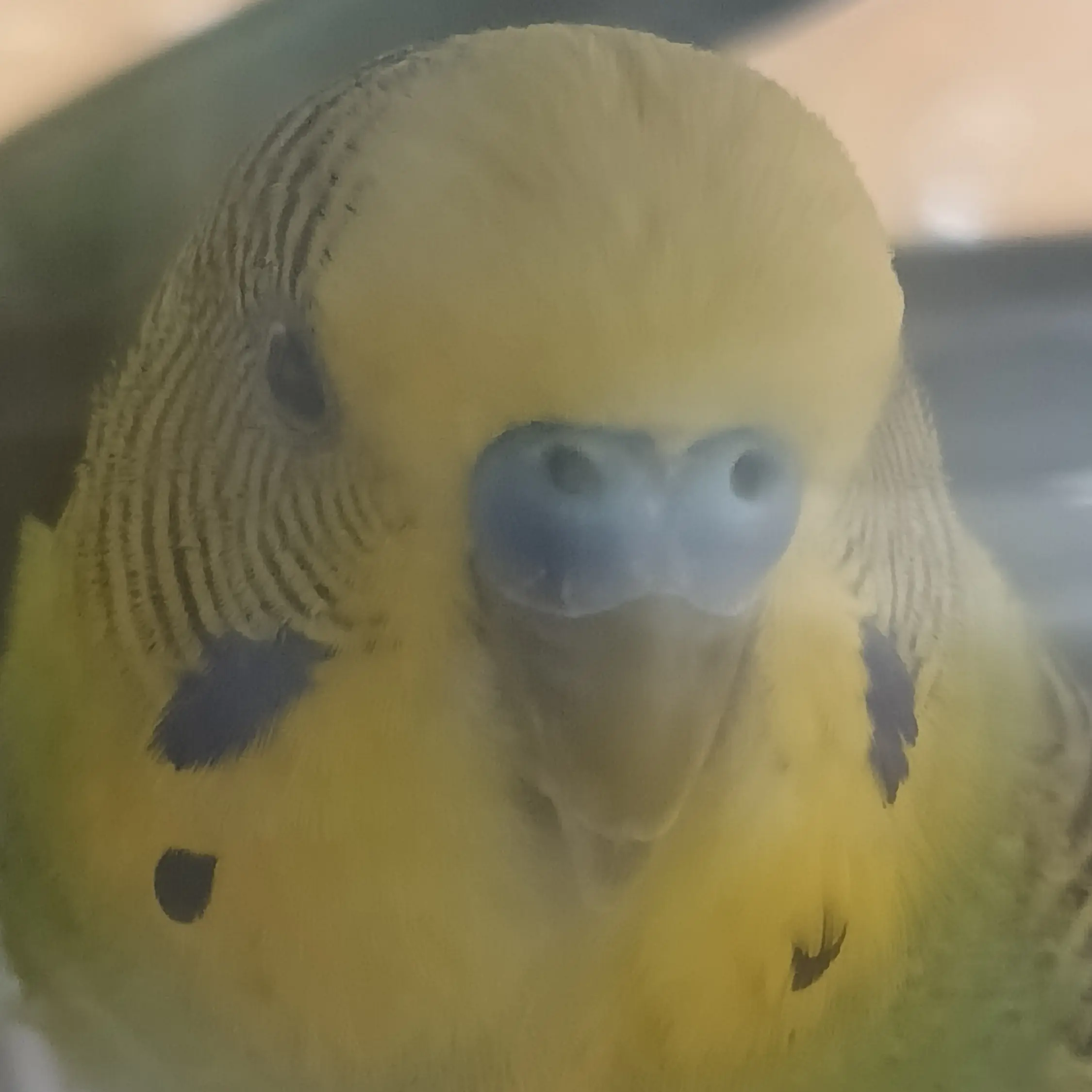 HAPPY_bird의 parrot를 키우세요 2
