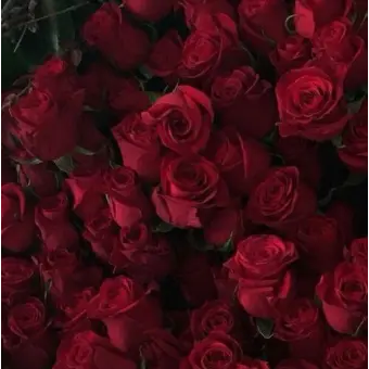 Profile image of 라더
