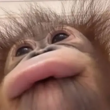 Profile image of 여우