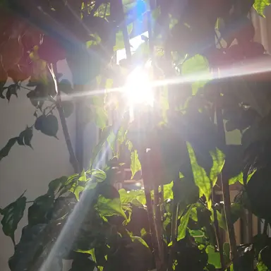 Profile image of 권지용