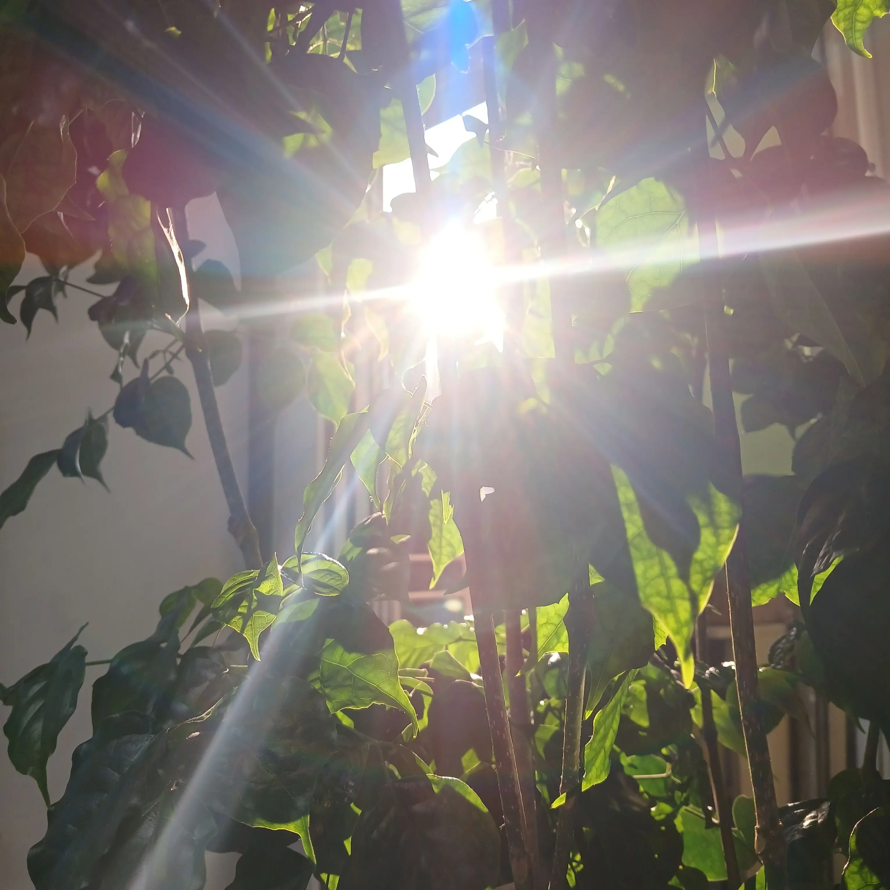 CostlyMenu3924의 권지용