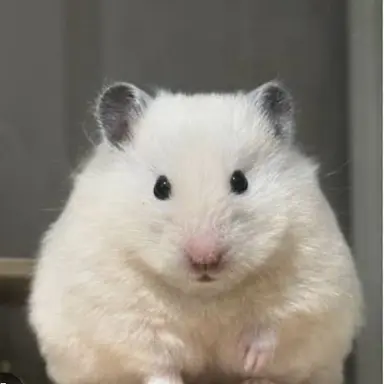 Profile image of 여우