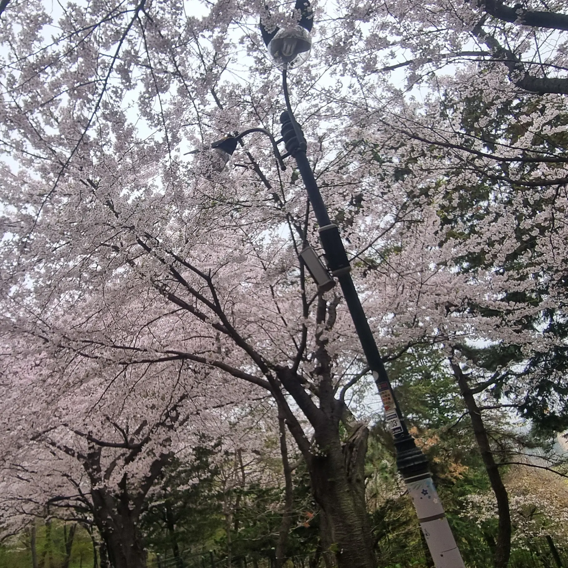 QuietFluff0410의 릴파
