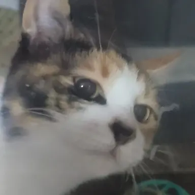 Profile image of 팀나빠와여우와당신임