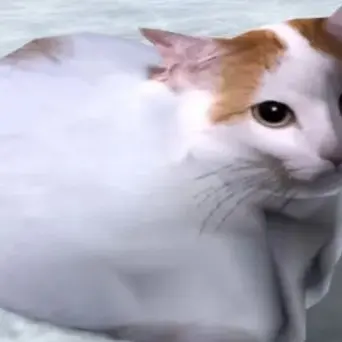 Profile image of 치피차파