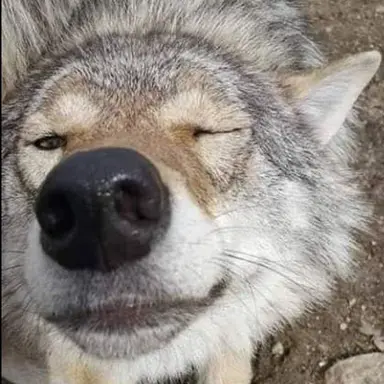 Profile image of オオカミ